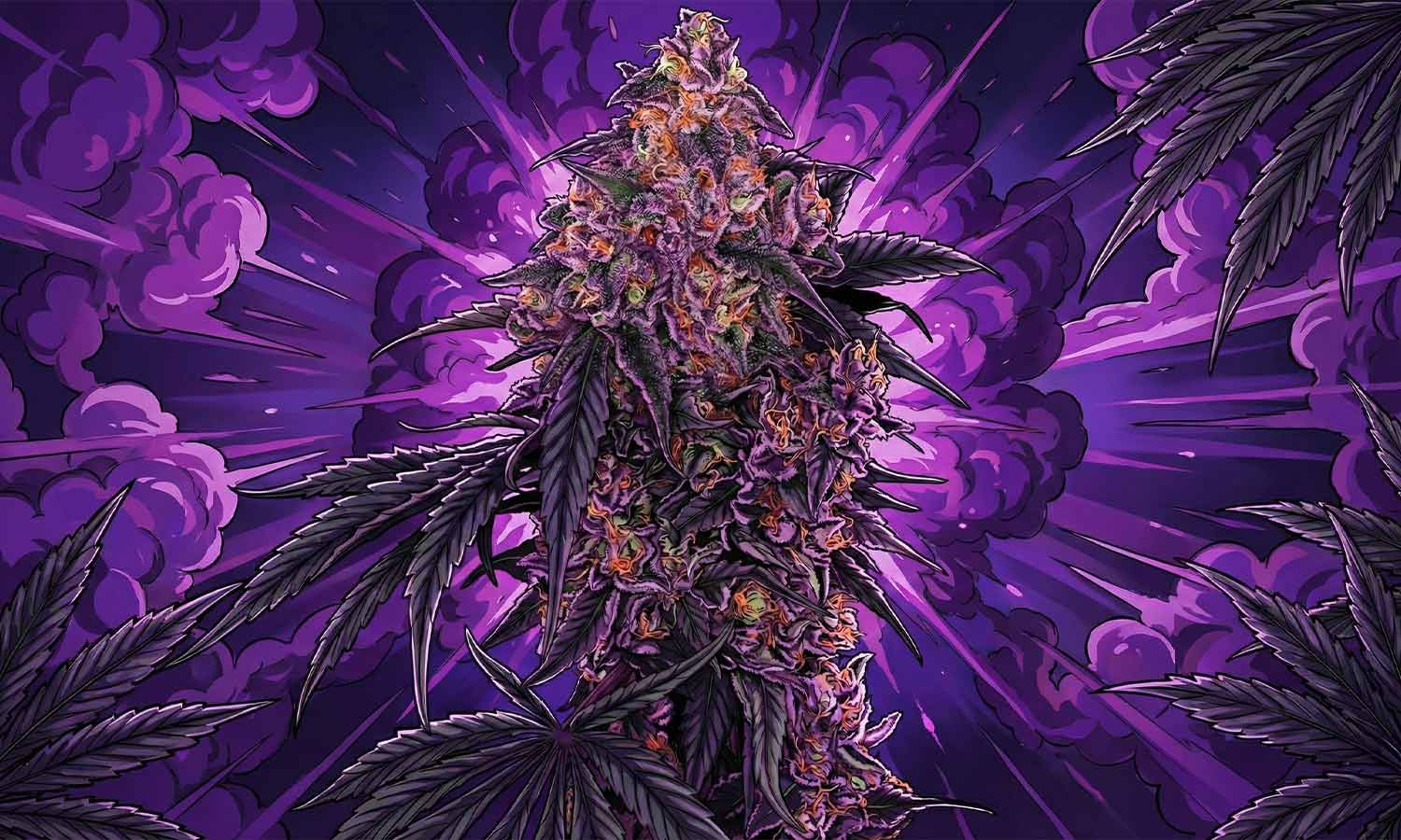 Eine lebendige, stilisierte Illustration einer Cannabispflanze mit violetten Knospen und Blättern vor einem dramatischen, leuchtenden violetten Hintergrund mit Lichteffekten und wirbelnden Wolken.
