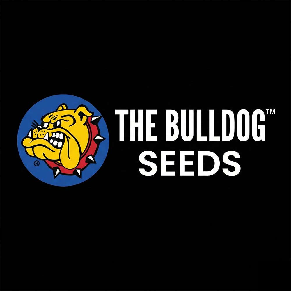 Das Logo für The Bulldog Seeds zeigt eine knurrende gelbe Bulldogge mit Stachelhalsband in einem blauen Kreis, daneben steht fett weißer Text mit der Aufschrift THE BULLDOG SEEDS auf schwarzem Hintergrund.