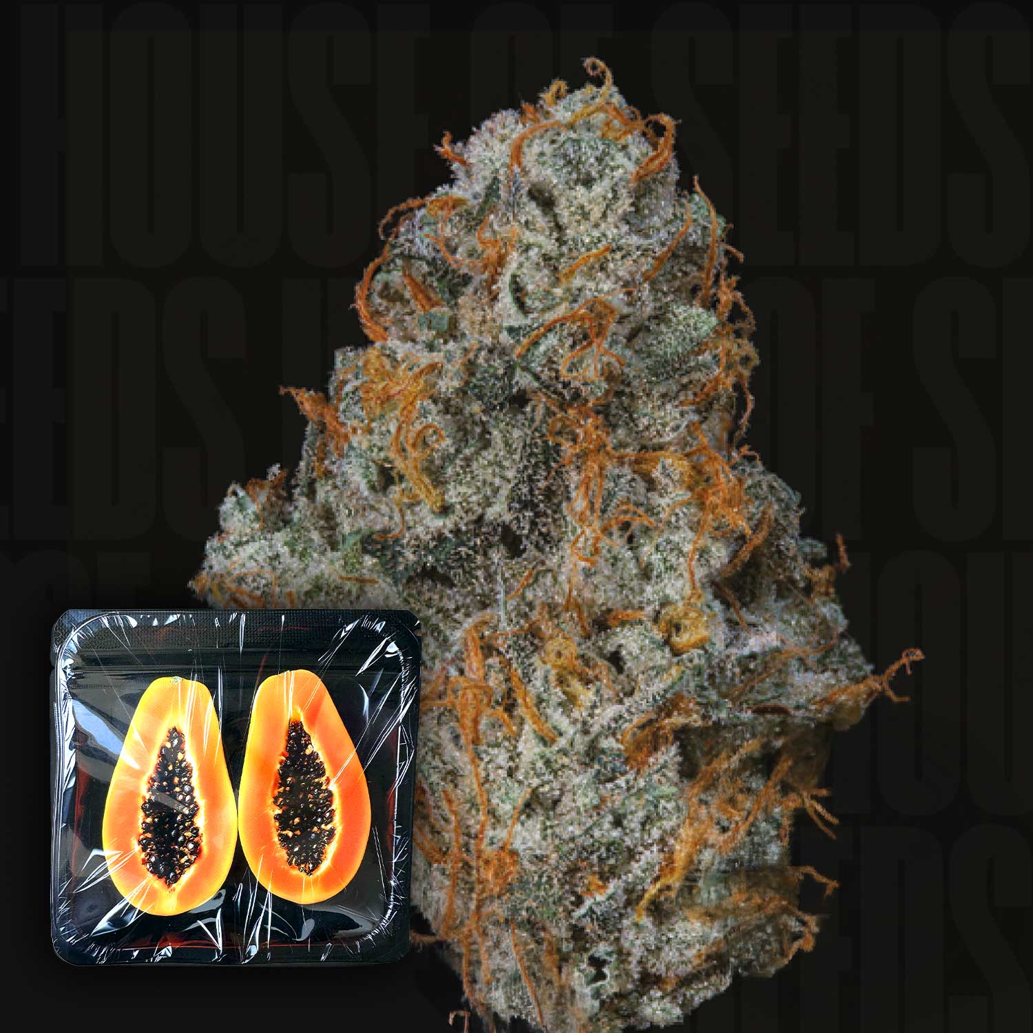 Nahaufnahme einer frostigen Fruit Fuel Knospe von Nine Weeks Harvest mit orangen Haaren, dazu zwei halbe Papayas