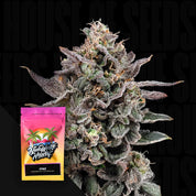 Nahaufnahme von FFWZ Cannabis von Nine Weeks Harvest mit dichten frostigen Knospen neben bunter Markenpackung