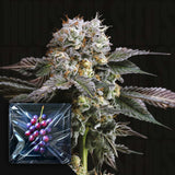 Hashdrip