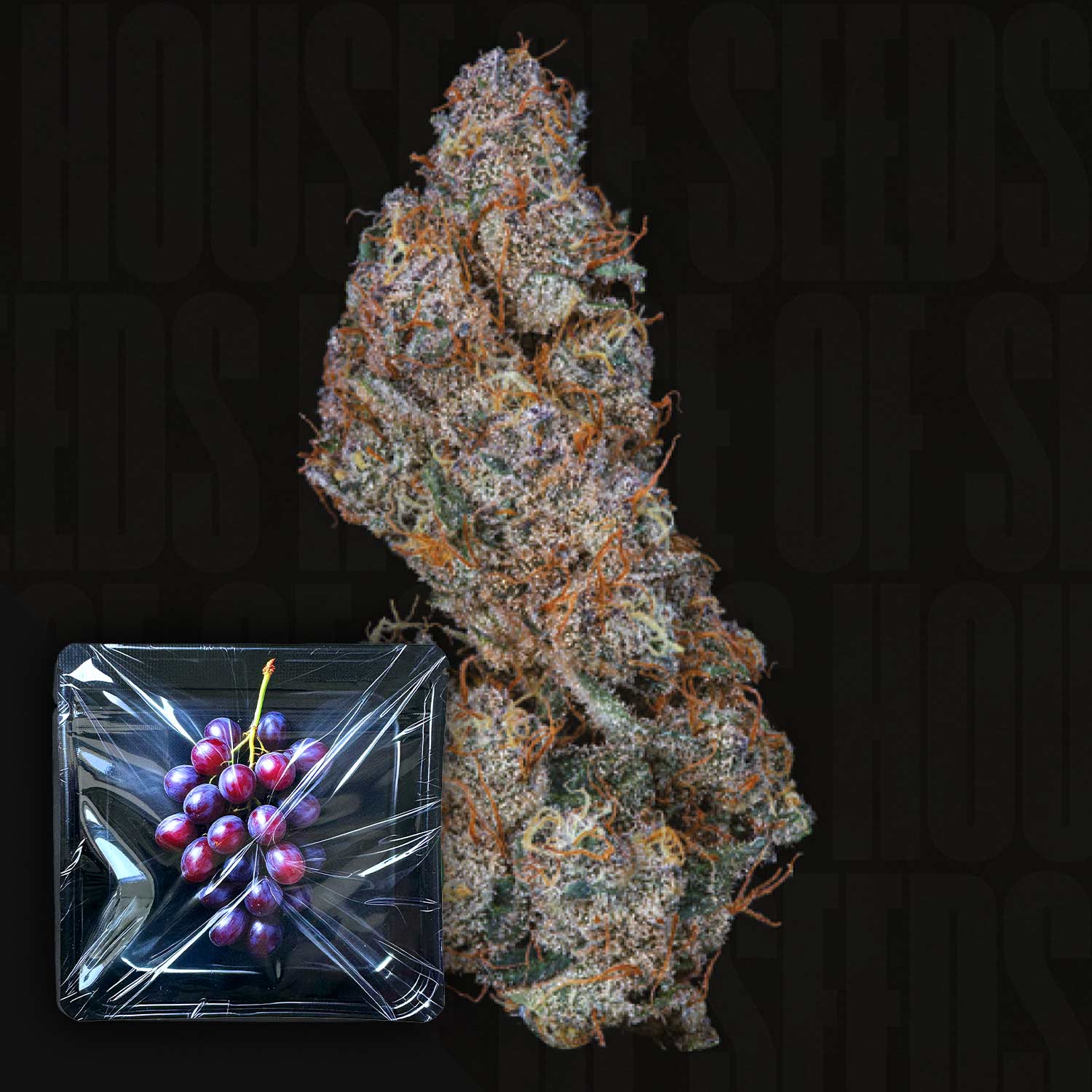 Nahaufnahme einer Ice-Pop Cannabisknospe von Nine Weeks Harvest mit lila und orangen Tönen, daneben transparenter Behälter mit roten Trauben