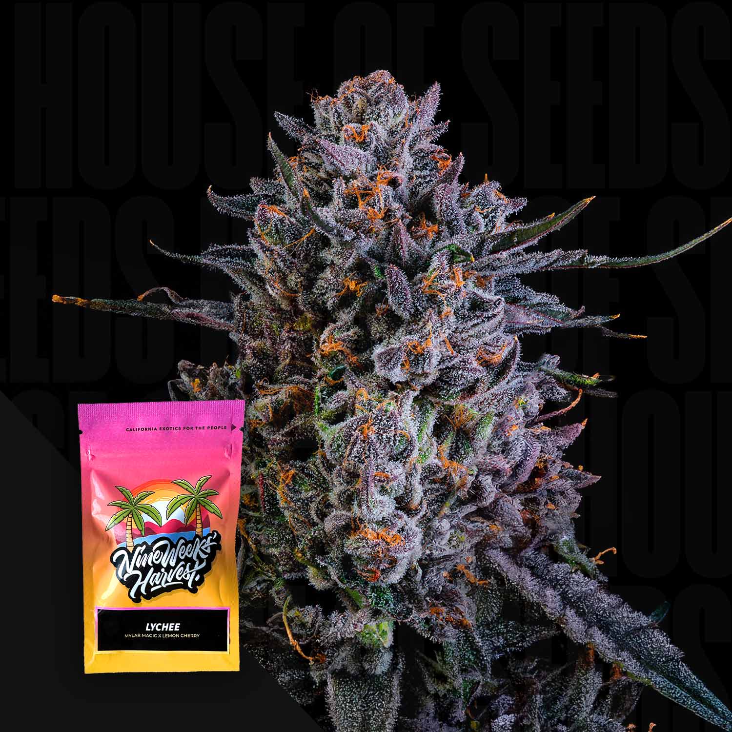 Nahaufnahme einer frostigen lila Knospe, Ecke zeigt Nine Weeks Harvest Lychee Beutel vor dunklem Hintergrund