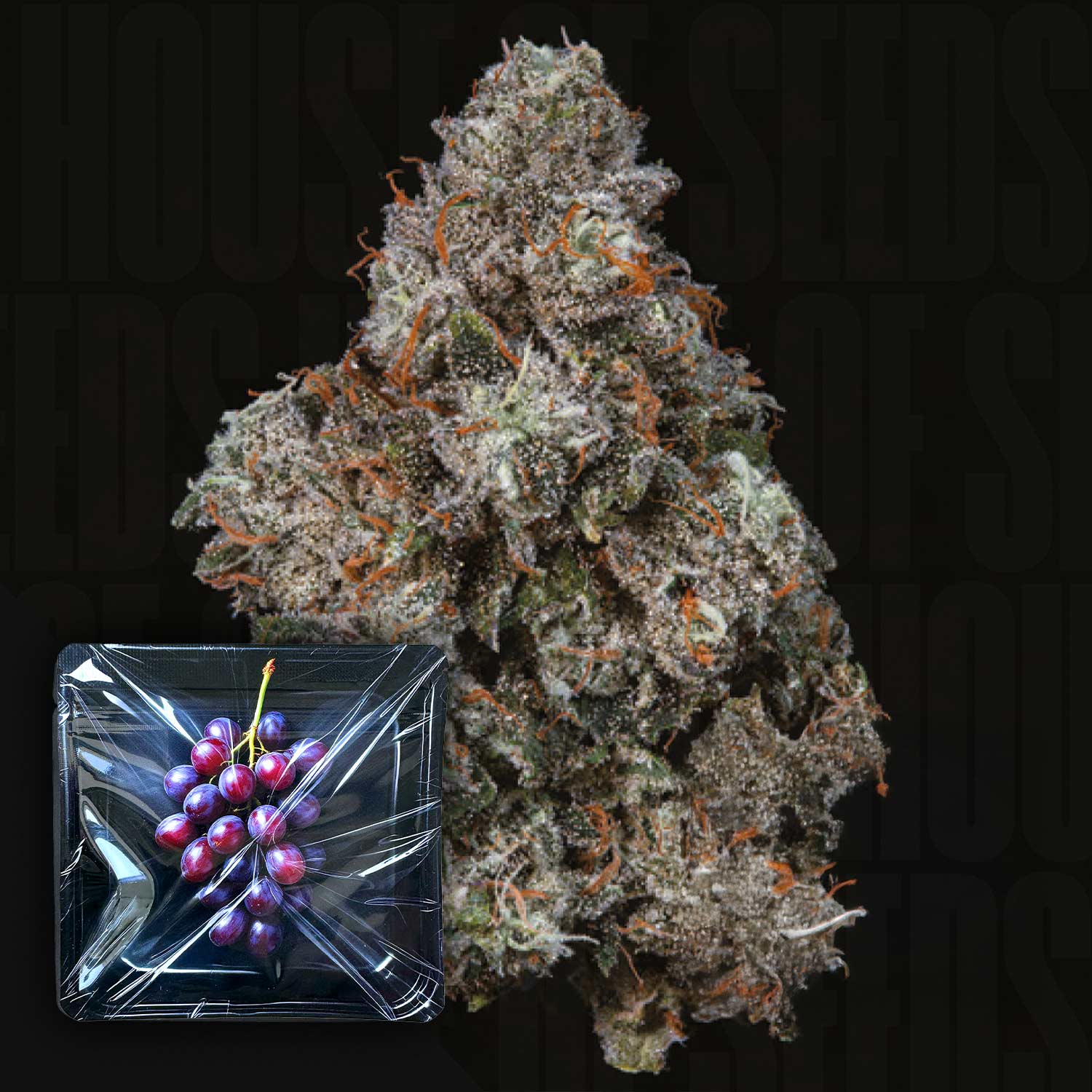 Dichte Cannabisknospe mit lila Tönen und orangen Haaren, Pruno von Nine Weeks Harvest, Traubenbild unten links