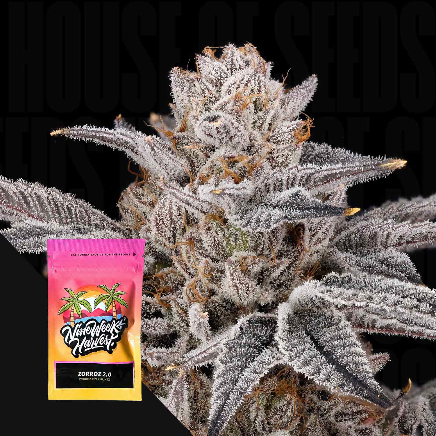 Nahaufnahme einer frostigen Zorroz 2.0 Knospe mit einem leuchtenden Nine Weeks Harvest Samenpaket im Vordergrund.