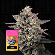 Nahaufnahme einer frostigen Pflanze mit violetten Knospen, Ecke zeigt Nine Weeks Harvest Ztilton Beutel