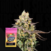 Nahaufnahme einer frostigen Cannabispflanze mit lila Knospen, Ecke zeigt buntes Nine Weeks Harvest Mascarpone Paket