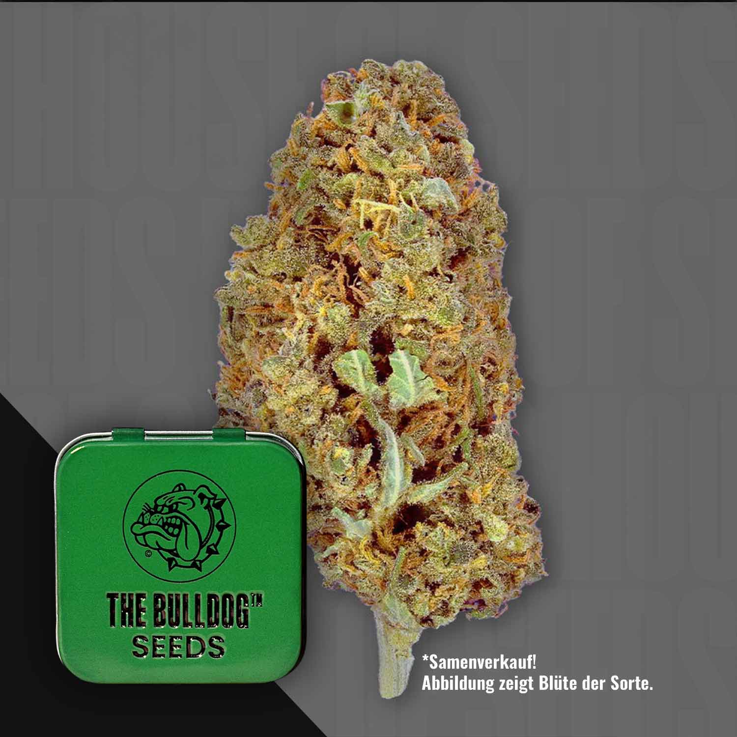 Eine TB Amnesia Cannabis Knospe neben einer grünen The Bulldog Seeds Dose auf einem grauen Hintergrund.