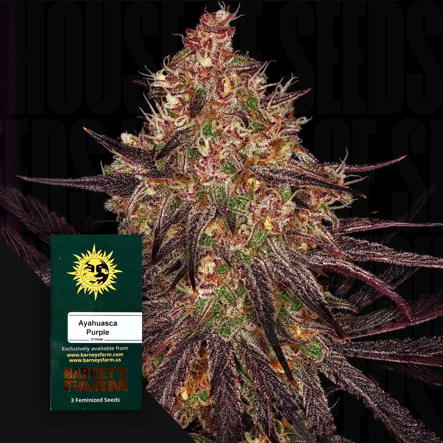 Nahaufnahme Ayahuasca Purple Cannabispflanze mit lila und grünen Knospen, vorne Barney’s Farm Samenpackung