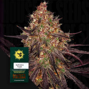 Nahaufnahme Ayahuasca Purple Cannabispflanze mit lila und grünen Knospen, vorne Barney’s Farm Samenpackung