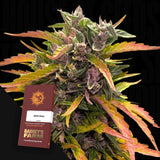 GG4 Auto