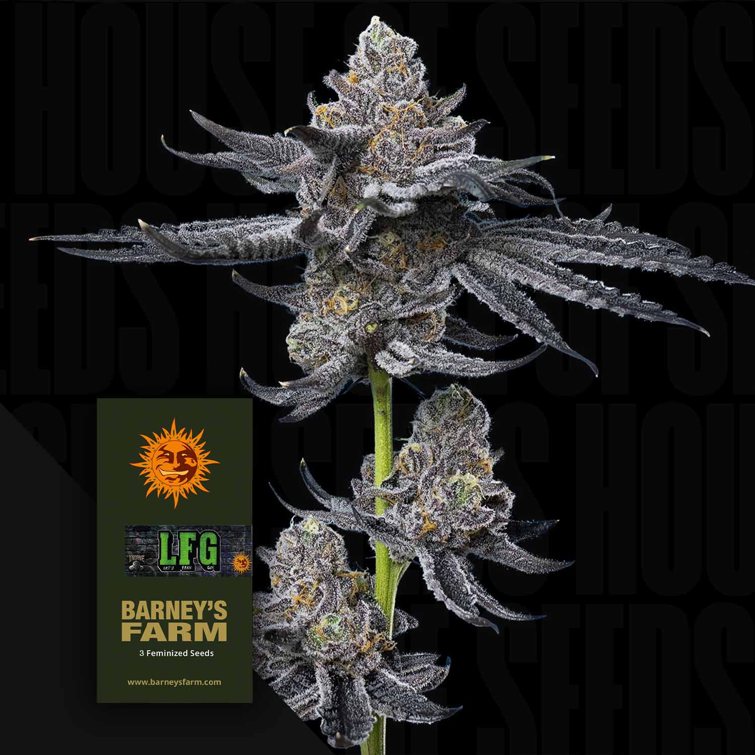 Nahaufnahme von frostigem LFG-Cannabis mit violetten Farbtönen, neben einem Samenpaket von Barney's Farm.