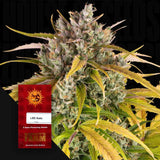 LSD Auto