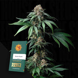 Mendo Breath