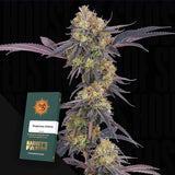 Tropicana Cherry