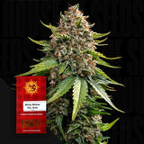 White Widow XXL Auto