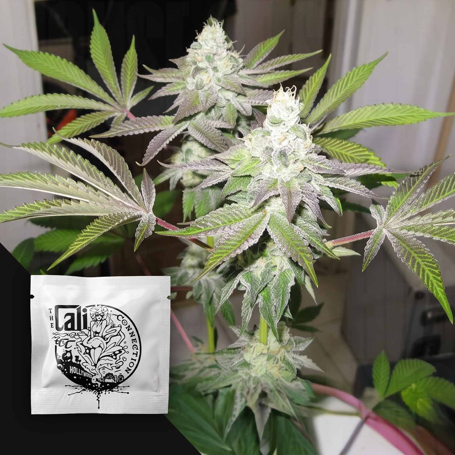 CC-78-0