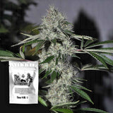Chem 4 OG