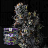 Giggin' Grapes