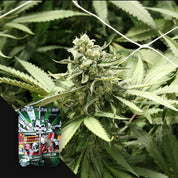 Nahaufnahme der Cannabis-Sorte „RLX Runtz“ von Devil’s Harvest mit dichten Blüten und einer bunten Samenpackung in der Ecke.