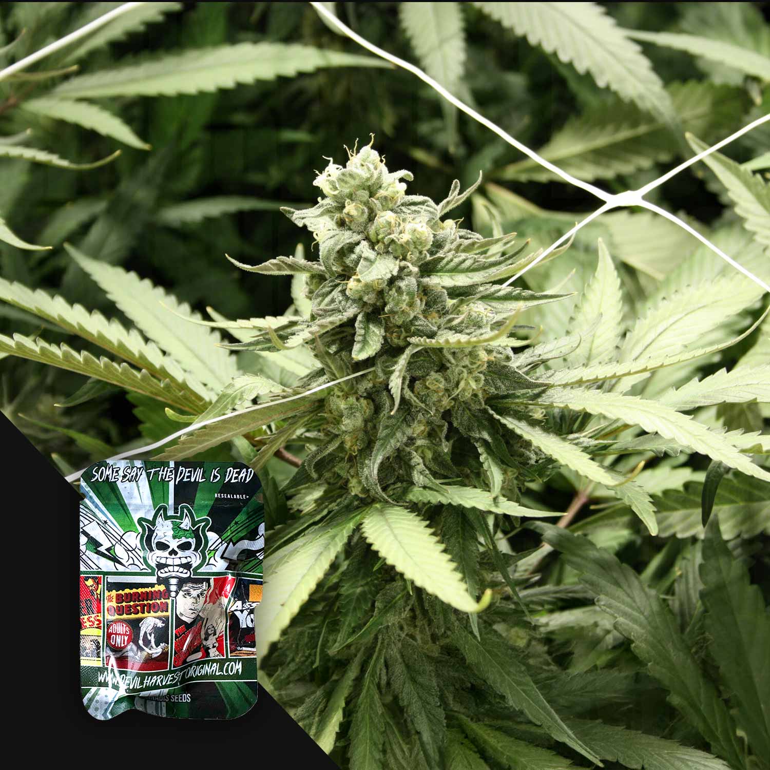 Nahaufnahme einer Cannabispflanze mit dichten grünen Knospen und Blättern, mit RLX Runtz Verpackung von Devil’s Harvest