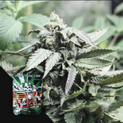 Nahaufnahme von „Shore Line“-Cannabisknospen von Devil's Harvest, mit der Markenverpackung in der unteren linken Ecke.
