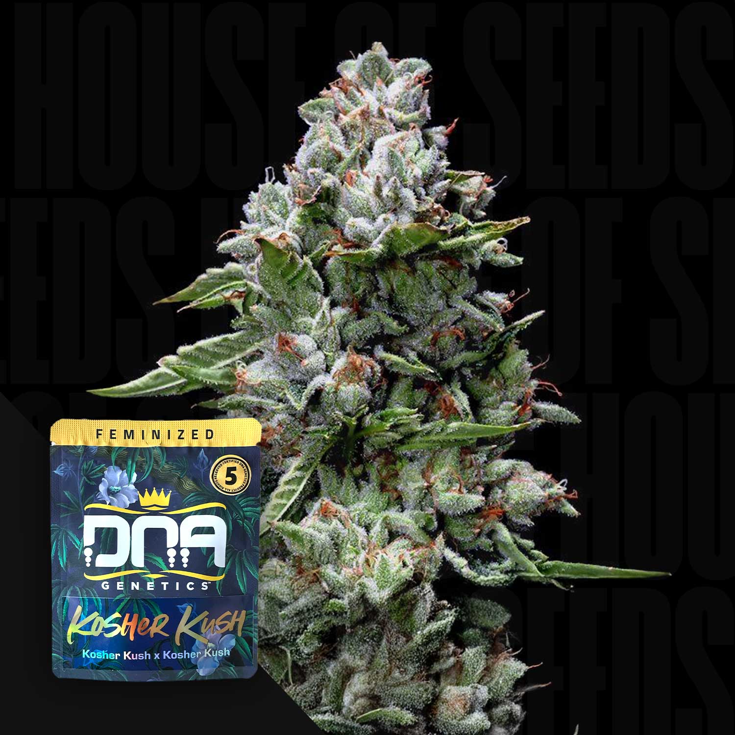 Nahaufnahme einer frostigen Kosher Kush Knospe mit grünen Blättern und orangen Haaren, vorne DNA Genetics Verpackung