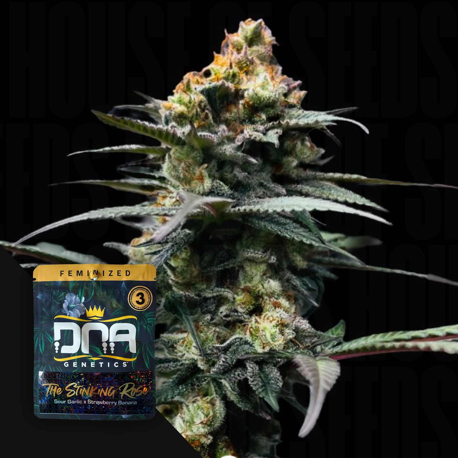 Nahaufnahme einer Cannabispflanze mit einem DNA Genetics The Stinking Rose Samenpaket in der Ecke.