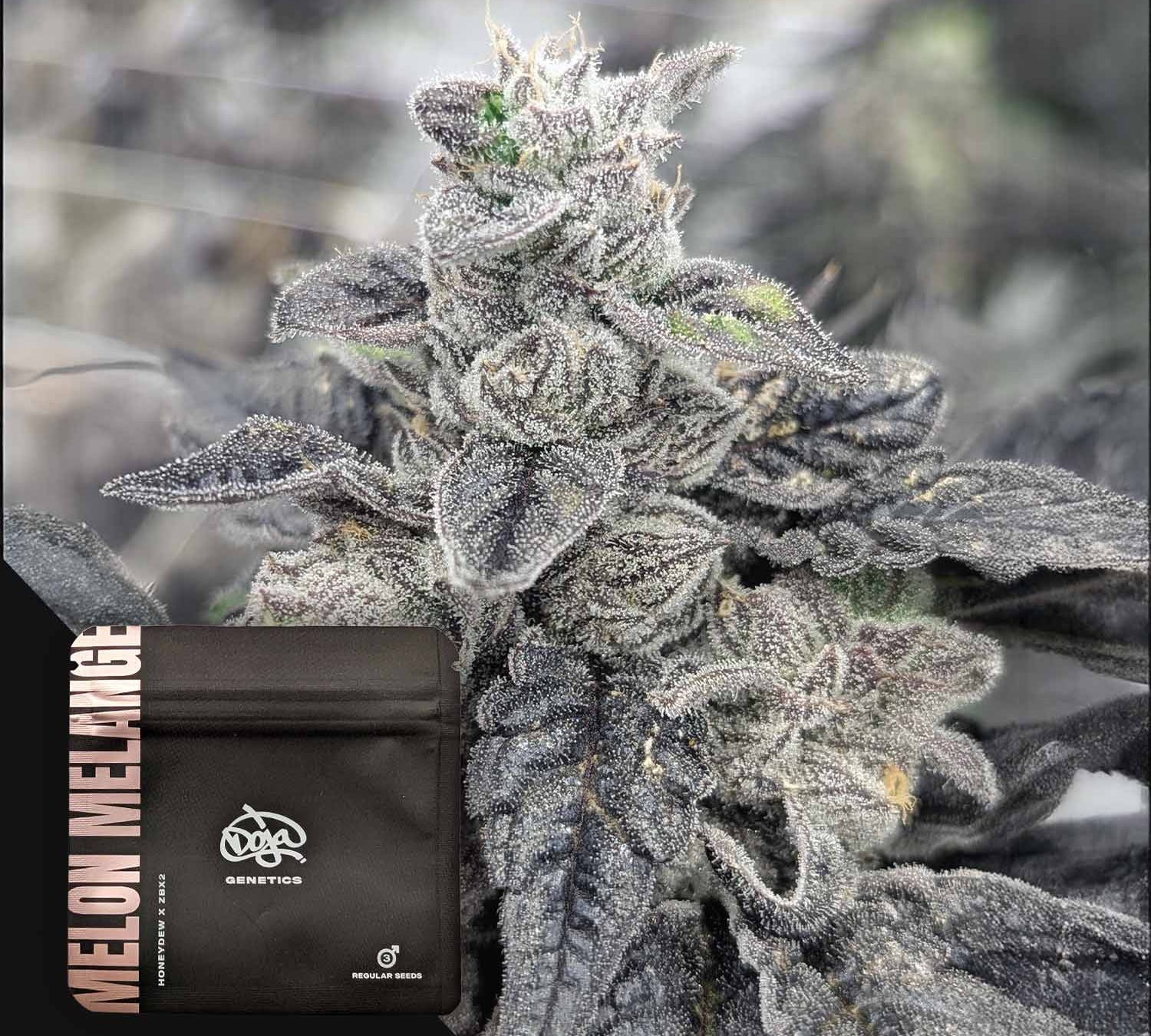 Frostige Cannabis-Knospe mit dunklen Blättern und einem Doja Genetics-Beutel mit der Aufschrift Melon Melange in der Ecke.