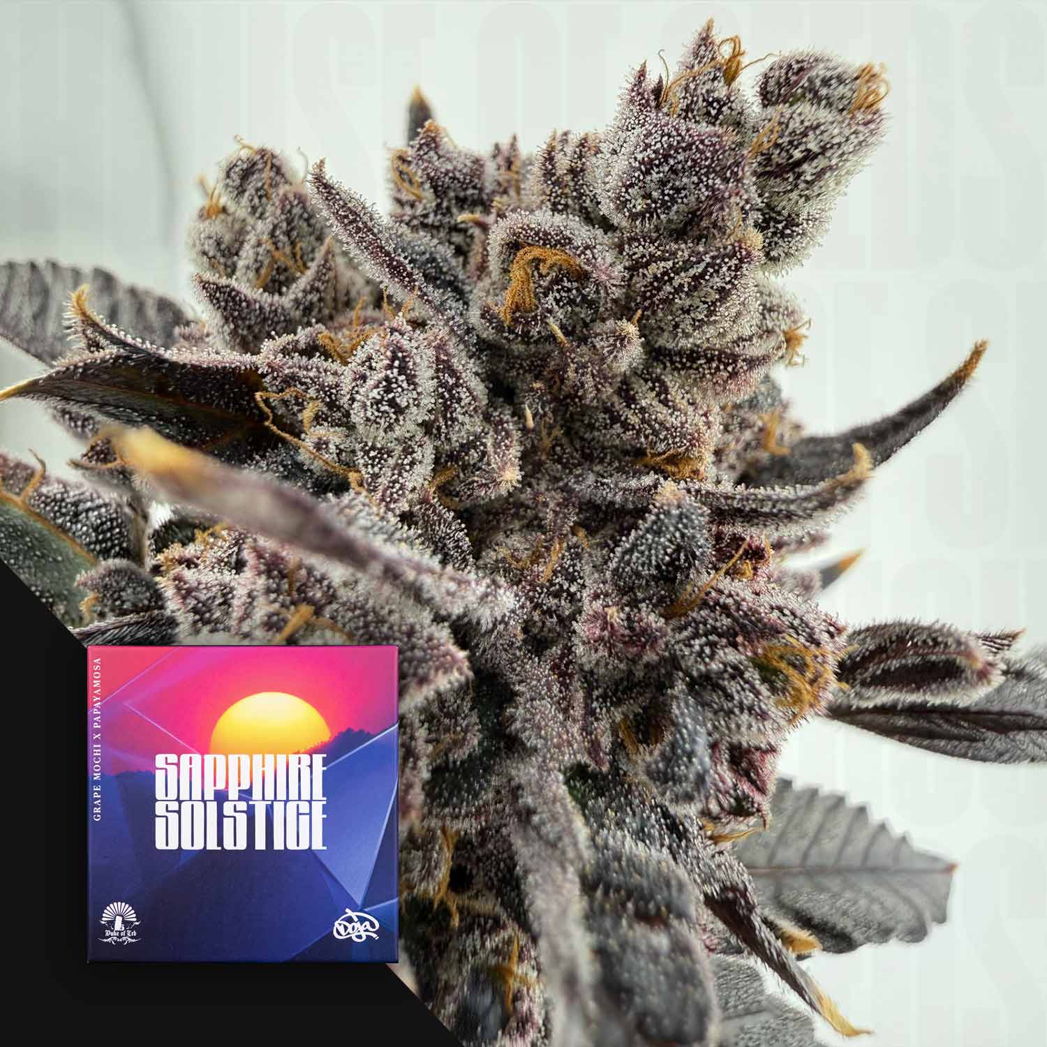 Nahaufnahme einer mit Reif überzogenen Cannabisblüte mit violetten Farbtönen; in der Ecke ist die Verpackung von „Doja Satire Solstice“ zu sehen.