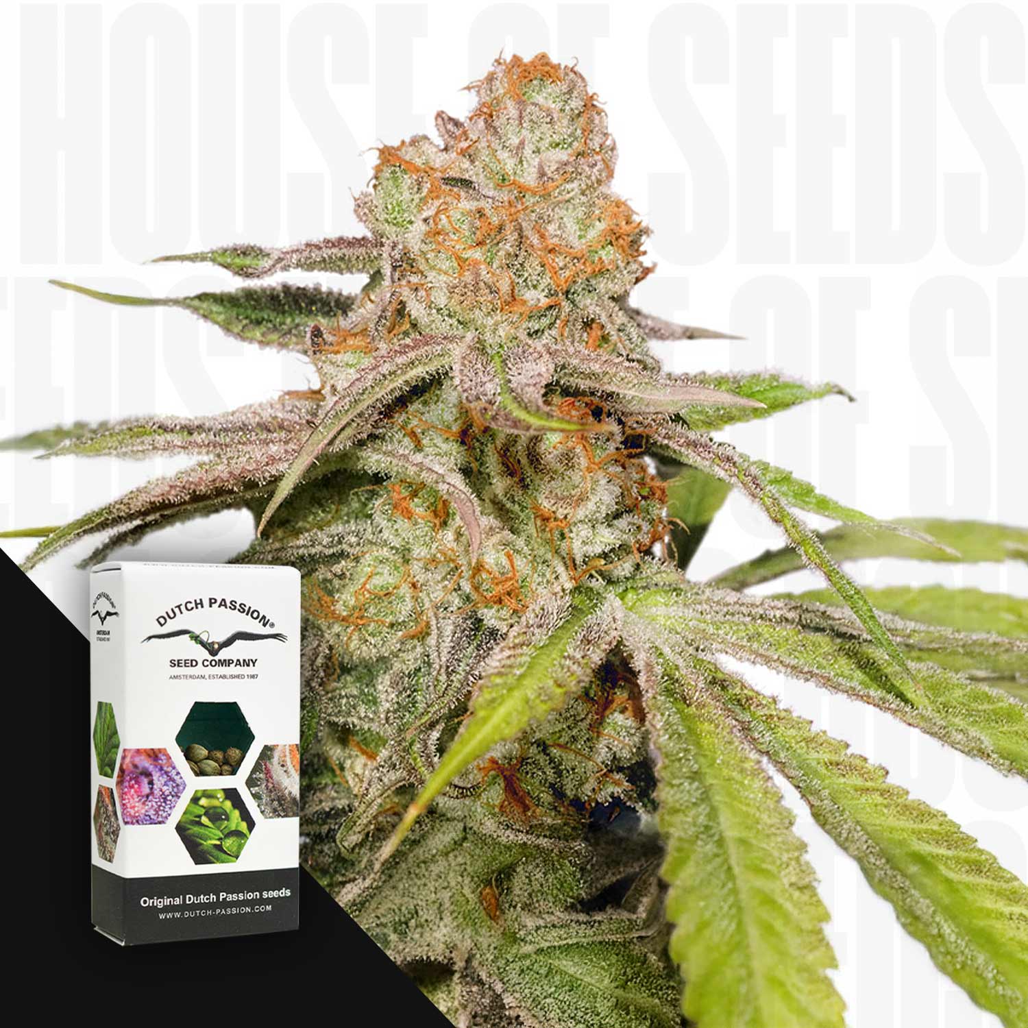 Nahaufnahme einer Auto Mac #1 Knospe mit orangen Haaren, vorne sichtbare Dutch Passion Packung