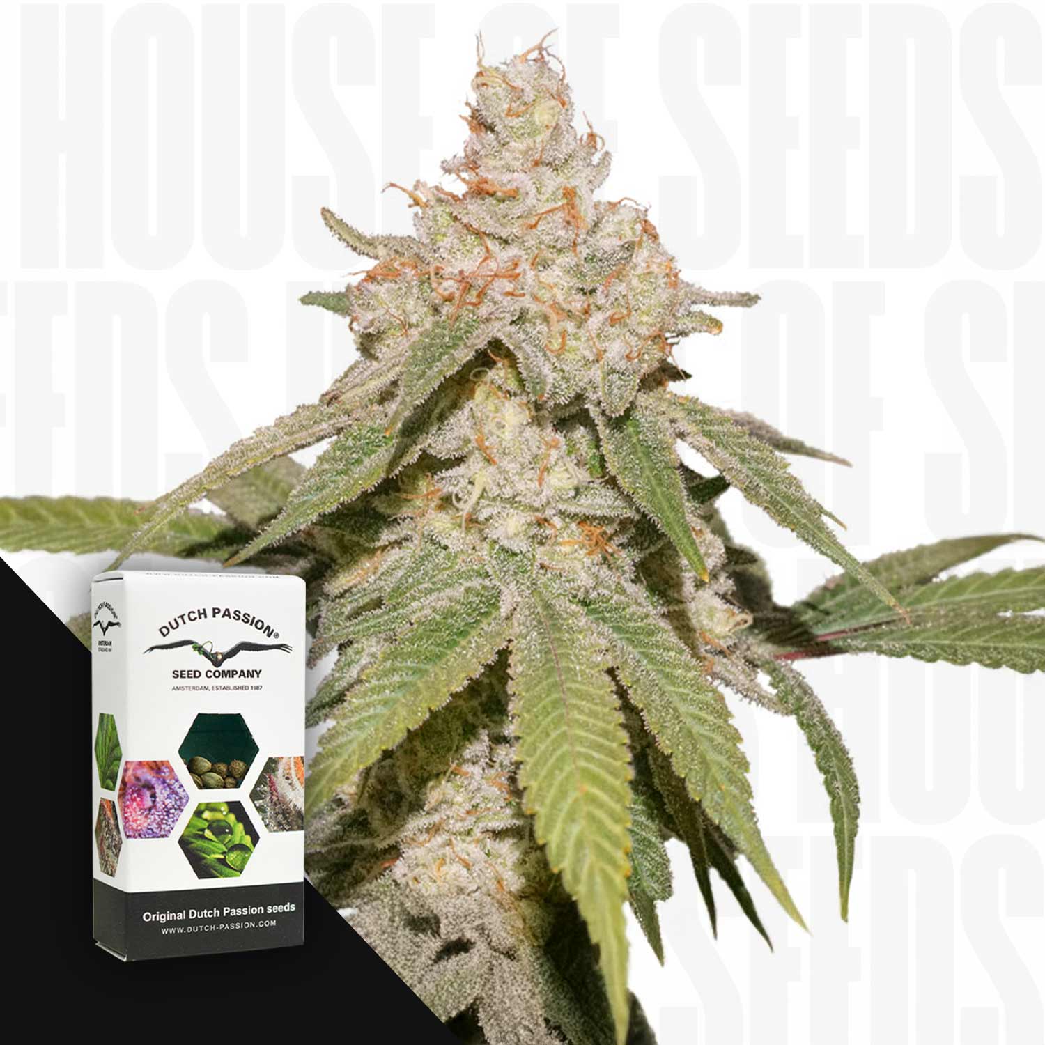 Nahaufnahme einer Cannabispflanze mit trichombedeckten Knospen, vorne Dutch Passion Auto SFV OG Packung