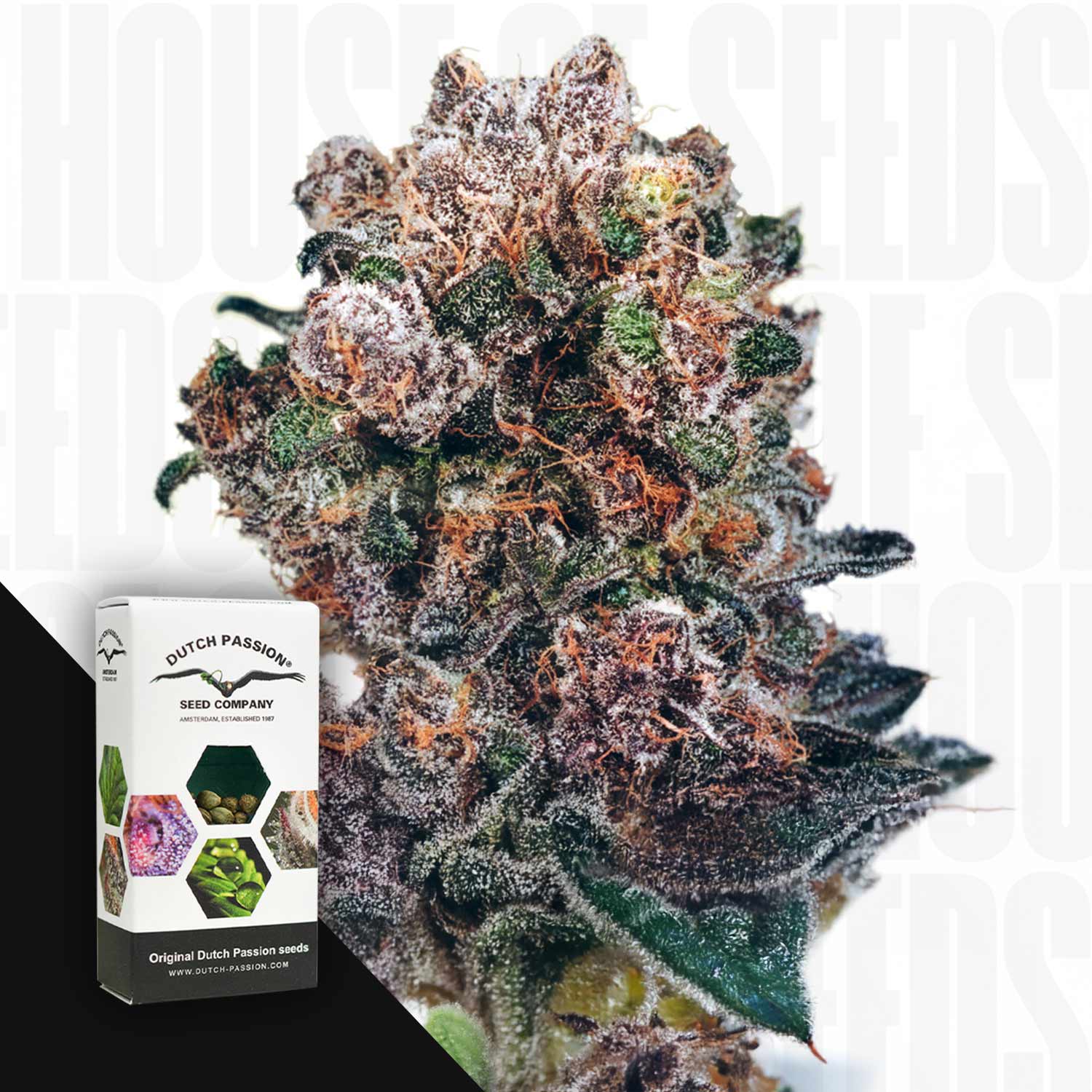 Nahaufnahme einer bunten Blueberry-Cannabis-Knospe mit einer Dutch Passion-Samenschachtel auf der linken Seite, weißer Hintergrund.