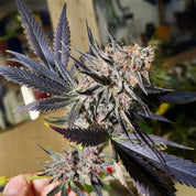 Nahaufnahme einer Hand, die Dutch Passion Blueberry Cannabis mit dichten, frostigen Knospen und lila gefärbten Blättern hält.