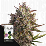 Auto Blueberry