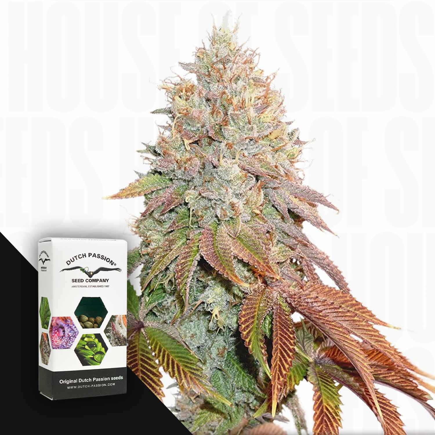 Eine Nahaufnahme einer bunten Auto Banana Blaze Cannabispflanze neben einer Dutch Passion Box auf weißem Hintergrund.