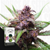 Auto Blackberry Kush