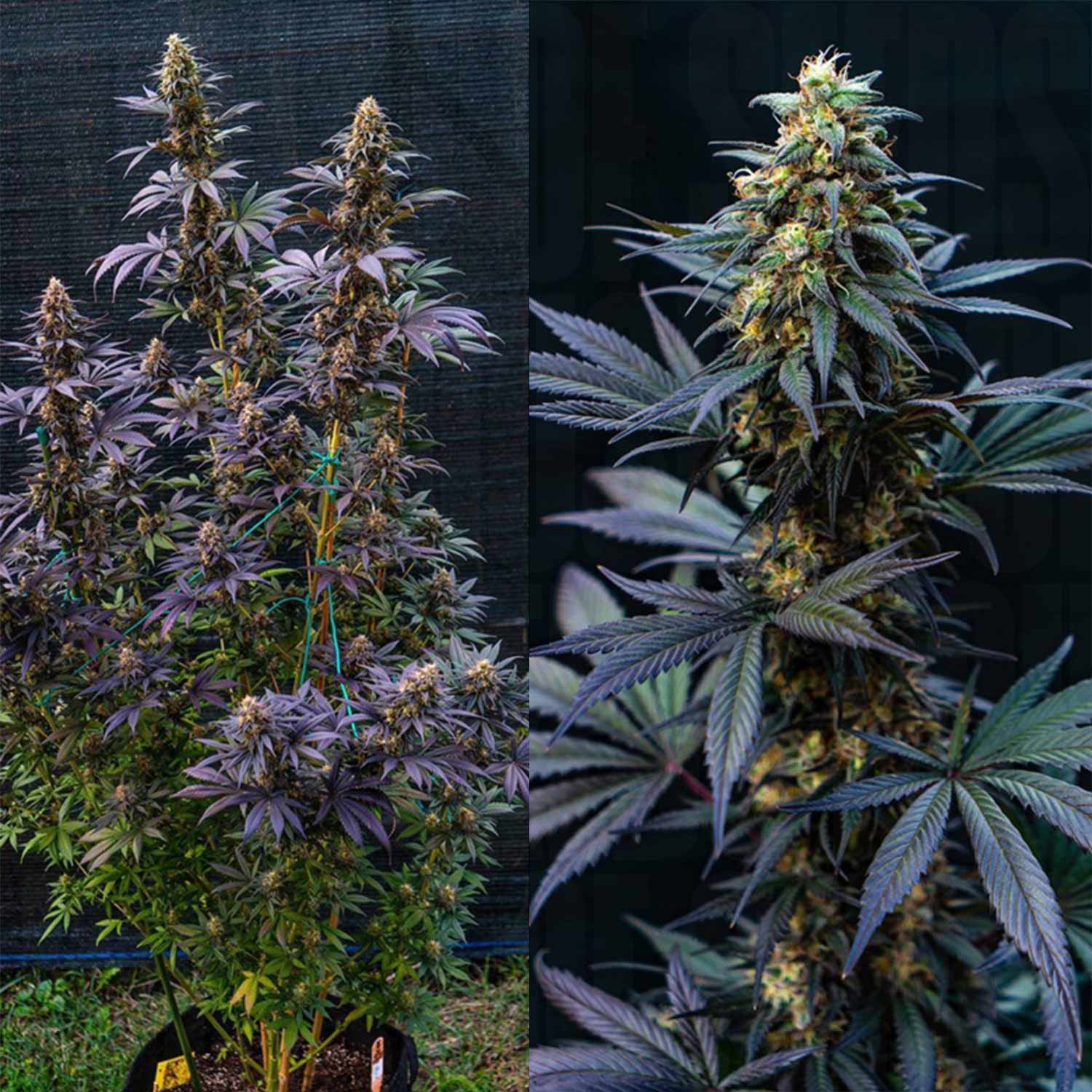 Zwei Bilder zeigen Black Lebanon Cannabis Pflanze vom Super Sativa Seed Club, links volle Pflanze, rechts dichte lilafarbene Knospen