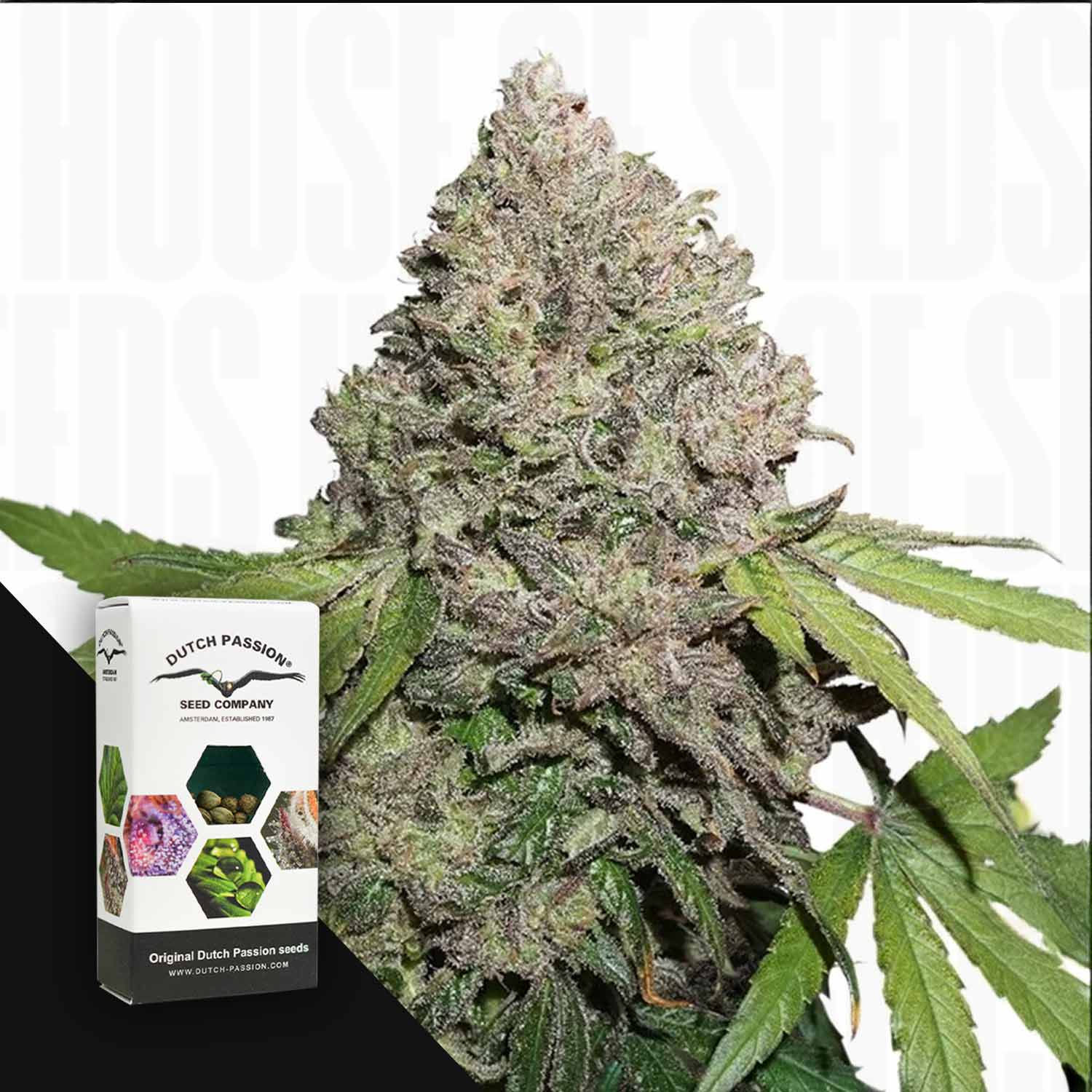 Eine Nahaufnahme einer CBD Charlotte's Angel Knospe neben einer Dutch Passion Samenschachtel auf weißem Hintergrund.