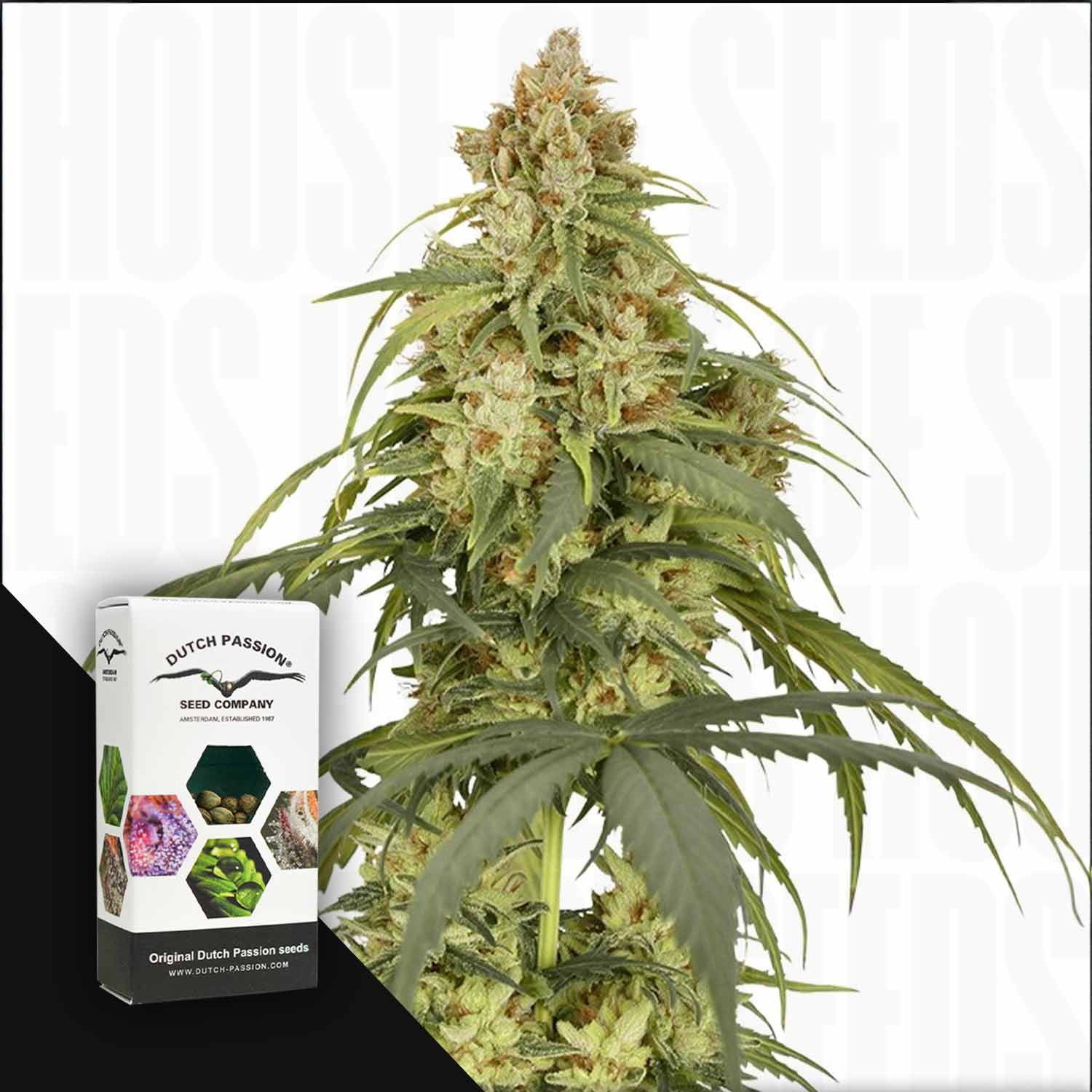 Eine reife Cannabispflanze neben einer Auto CBD-Victory-Box von Dutch Passion mit Produktbildern.