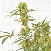 Dutch Passion Durban Poison Cannabispflanze mit dichten grünen Knospen, orangefarbenen Haaren und Kristallen