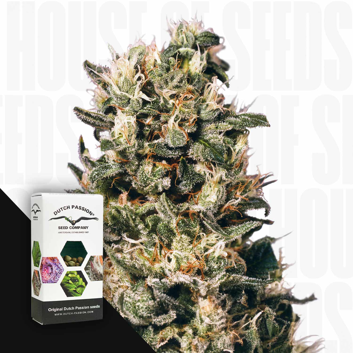 Nahaufnahme einer Euforia Pflanze mit frostigen Knospen, daneben Dutch Passion Samenpackung