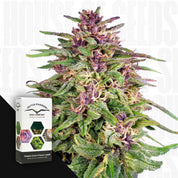 Nahaufnahme einer Frisian Dew Cannabis Pflanze mit lila und grünen Knospen voller Trichome, daneben Dutch Passion Packung