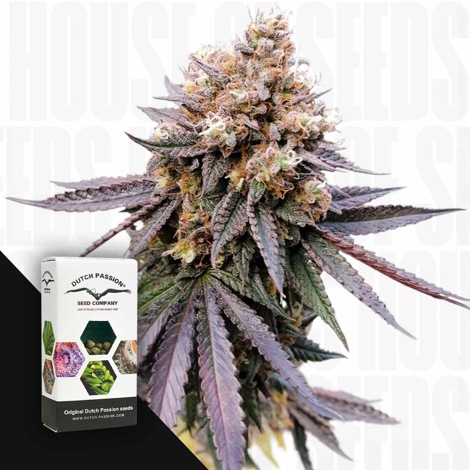 Eine Nahaufnahme von GMO Fast Cannabis mit dunkelvioletten Blättern und einem Dutch Passion-Samenpaket in der Ecke.