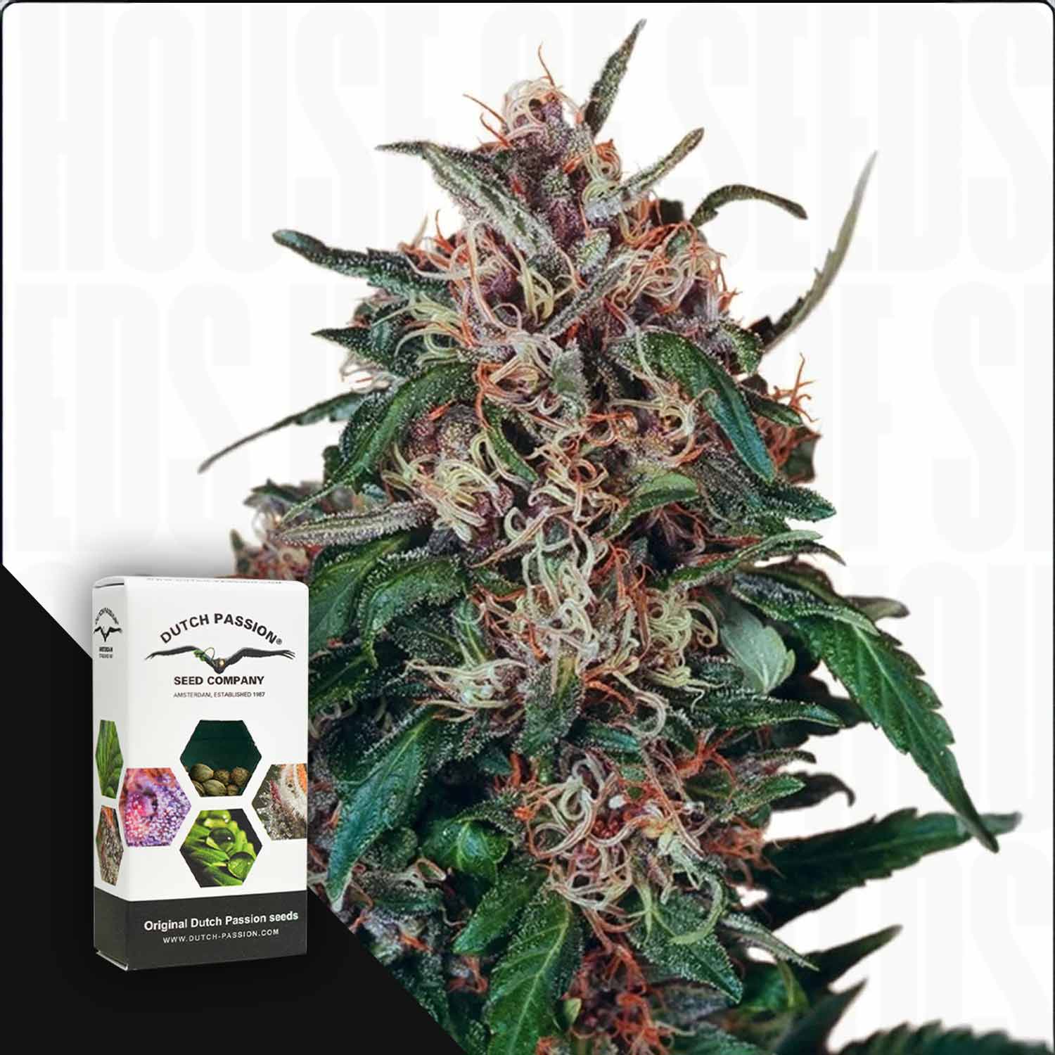 Nahaufnahme der Knospen von Hollands Hope mit einer Dutch Passion-Samentüte.