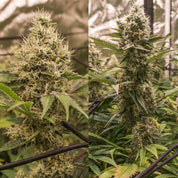 Zwei Karels Haze Cannabis Pflanzen von Super Sativa Seed Club mit dichten Knospen und grünen Blättern unter Kunstlicht