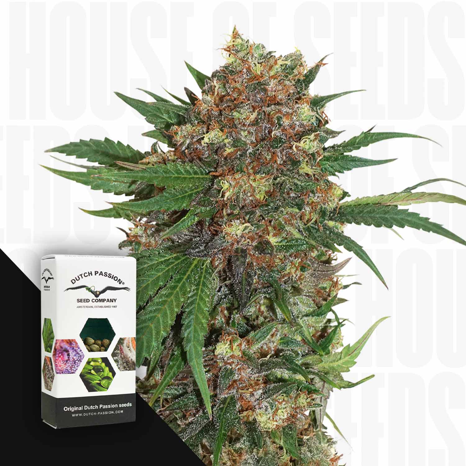 Nahaufnahme einer Master Kush Pflanze mit dichten trichomreichen Knospen, links Dutch Passion Verpackung vor dunklem Hintergrund