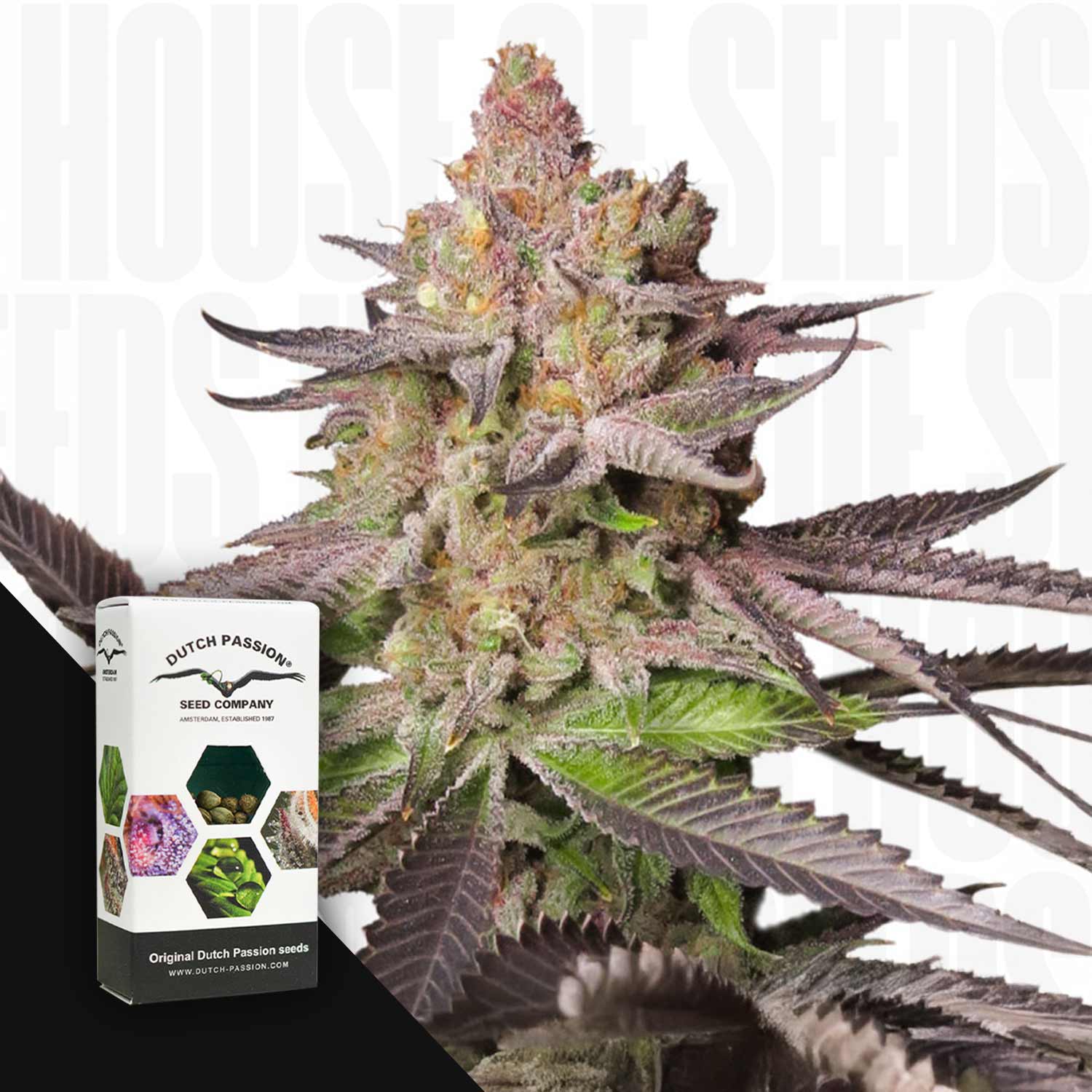 Nahaufnahme einer Melonade Runtz Pflanze mit lila Blättern und frostigen Knospen, daneben Dutch Passion Box