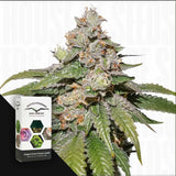 Auto Mokum's Tulip