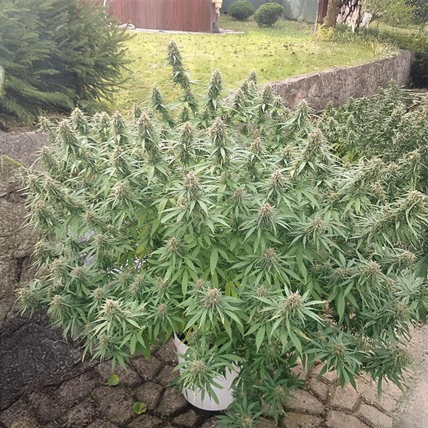 Orange Bud Pflanze von Dutch Passion im weißen Topf draußen auf Stein, umgeben von Gras und Sträuchern